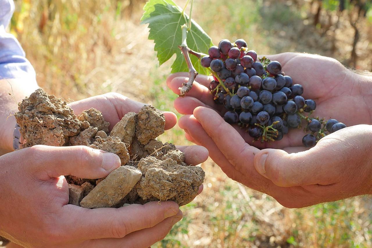 Terravita Winery & Boutique Apartments Suvereto Buitenkant foto